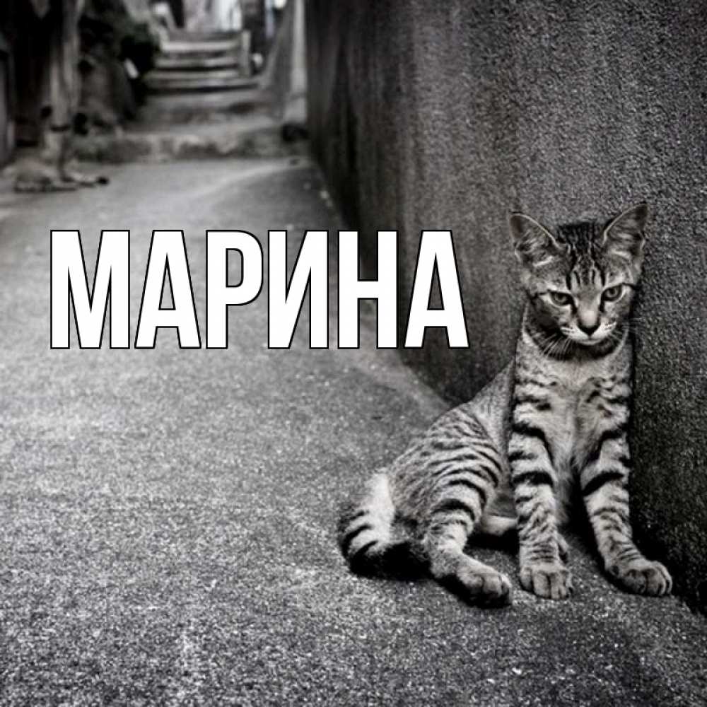 Открытка на каждый день с именем, Марина Главная скучающий котик Прикольная открытка с пожеланием онлайн скачать бесплатно 