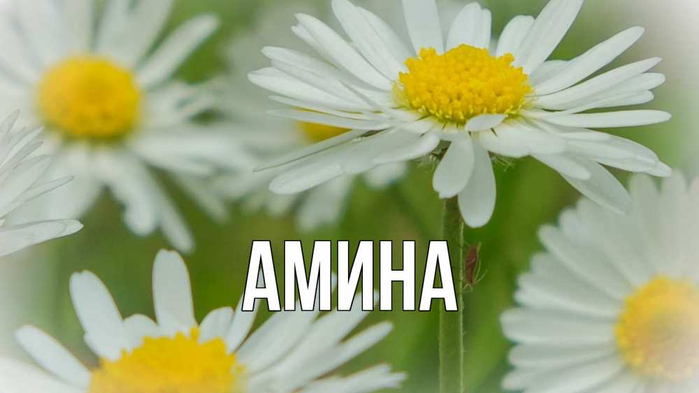 Открытка на каждый день с именем, Амина Главная с днем семьи  1 Прикольная открытка с пожеланием онлайн скачать бесплатно 