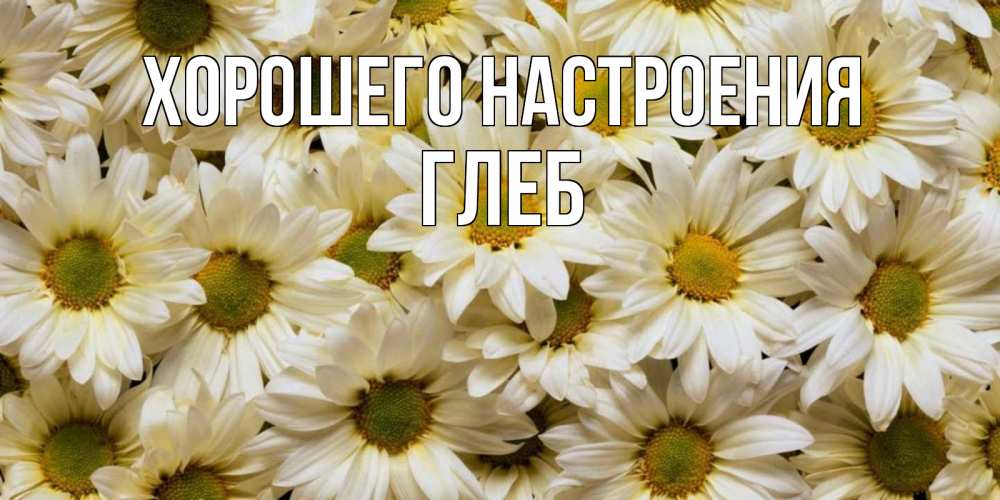 Открытка на каждый день с именем, Глеб Хорошего настроения крупные ромашки Прикольная открытка с пожеланием онлайн скачать бесплатно 