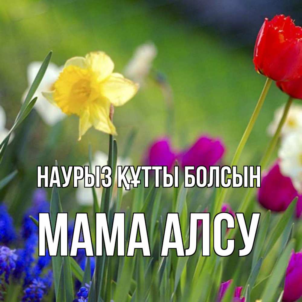 Открытка на каждый день с именем, Мама-Алсу Наурыз құтты болсын наурыз  3 открытки Прикольная открытка с пожеланием онлайн скачать бесплатно 