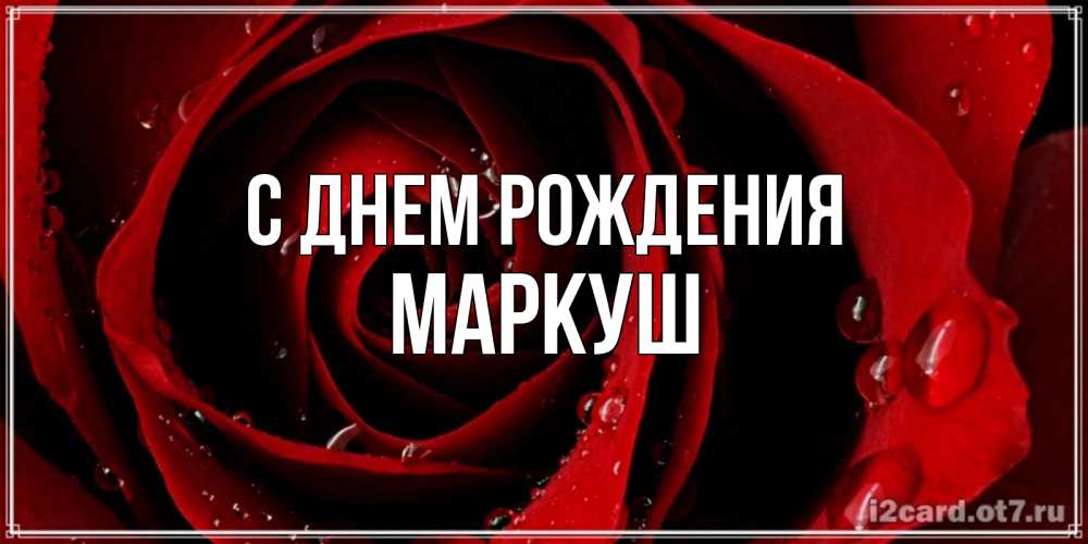 Открытка на каждый день с именем, Маркуш С днем рождения крупная бордовая роза Прикольная открытка с пожеланием онлайн скачать бесплатно 