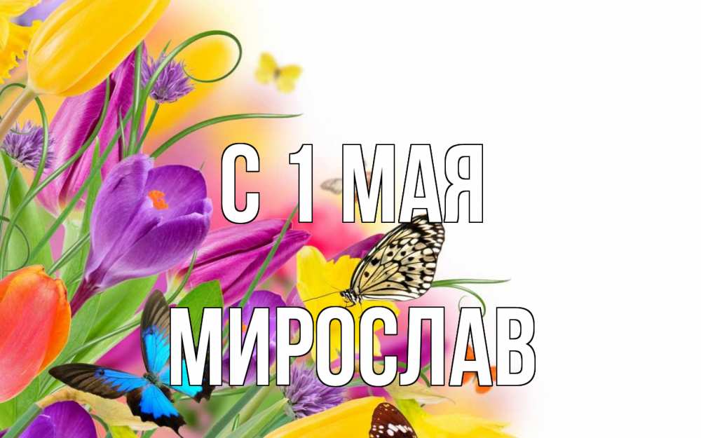 Открытка на каждый день с именем, Мирослав С 1 мая С 1 мая Прикольная открытка с пожеланием онлайн скачать бесплатно 