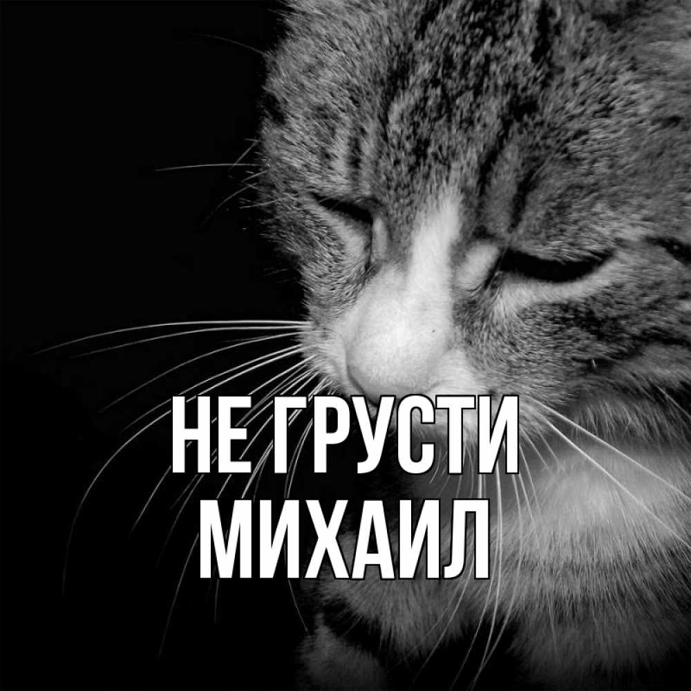 Открытка на каждый день с именем, Михаил Не грусти грустный котик Прикольная открытка с пожеланием онлайн скачать бесплатно 