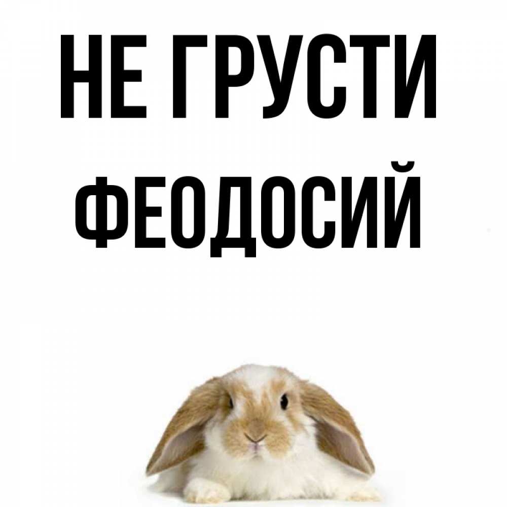 Открытка на каждый день с именем, Феодосий Не грусти коричнево белый заяц с большими ушками Прикольная открытка с пожеланием онлайн скачать бесплатно 