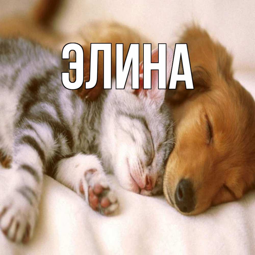 Открытка на каждый день с именем, Элина Главная пес и котенок Прикольная открытка с пожеланием онлайн скачать бесплатно 