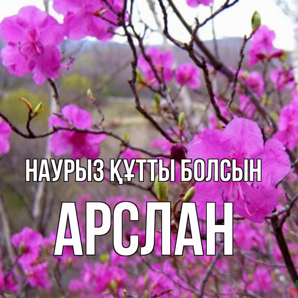 Открытка на каждый день с именем, Арслан Наурыз құтты болсын наурыз мейрамы кутты болсын Прикольная открытка с пожеланием онлайн скачать бесплатно 