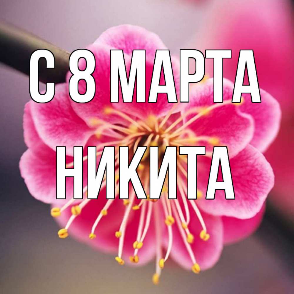 Открытка на каждый день с именем, Никита С 8 марта цветы Прикольная открытка с пожеланием онлайн скачать бесплатно 