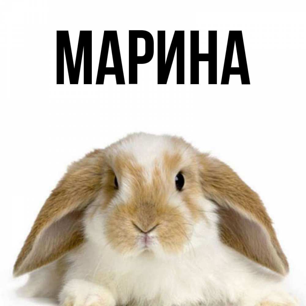 Открытка на каждый день с именем, Марина Главная коричнево белый заяц Прикольная открытка с пожеланием онлайн скачать бесплатно 