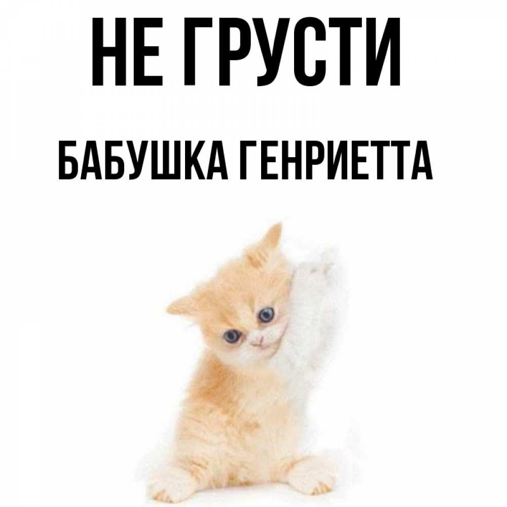 Открытка на каждый день с именем, Бабушка-Генриетта Не грусти просящий кот Прикольная открытка с пожеланием онлайн скачать бесплатно 