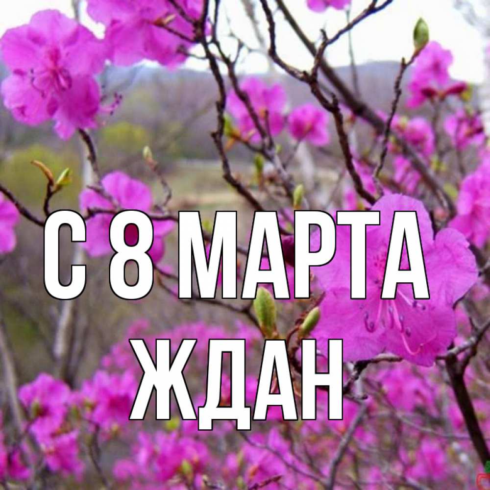 Открытка на каждый день с именем, Ждан С 8 МАРТА международный женский день Прикольная открытка с пожеланием онлайн скачать бесплатно 