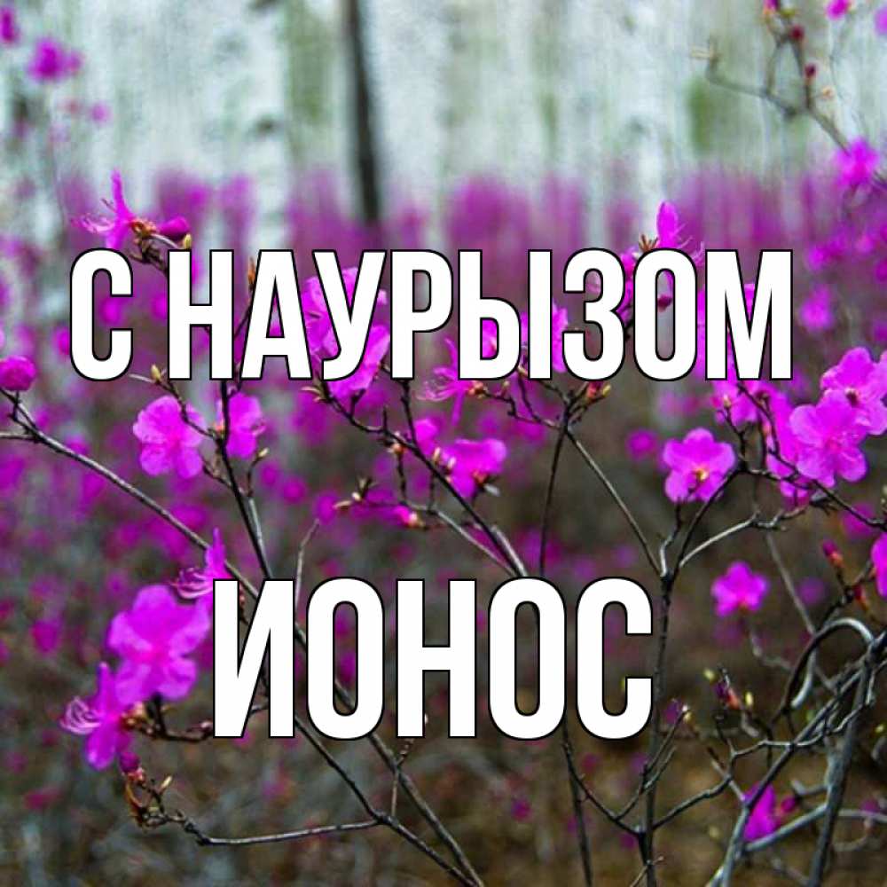 Открытка на каждый день с именем, Ионос С наурызом дикие цветы Прикольная открытка с пожеланием онлайн скачать бесплатно 