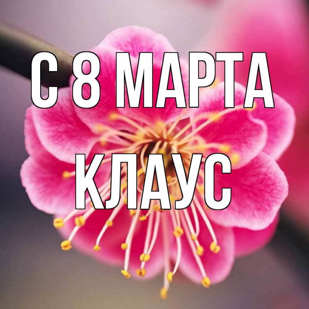 Открытка на каждый день с именем, Клаус С 8 МАРТА цветы Прикольная открытка с пожеланием онлайн скачать бесплатно 