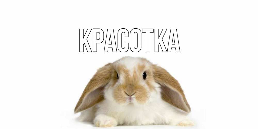 Открытка на каждый день с именем, красотка Главная вислоухий кролик белого и коричневого цвета Прикольная открытка с пожеланием онлайн скачать бесплатно 