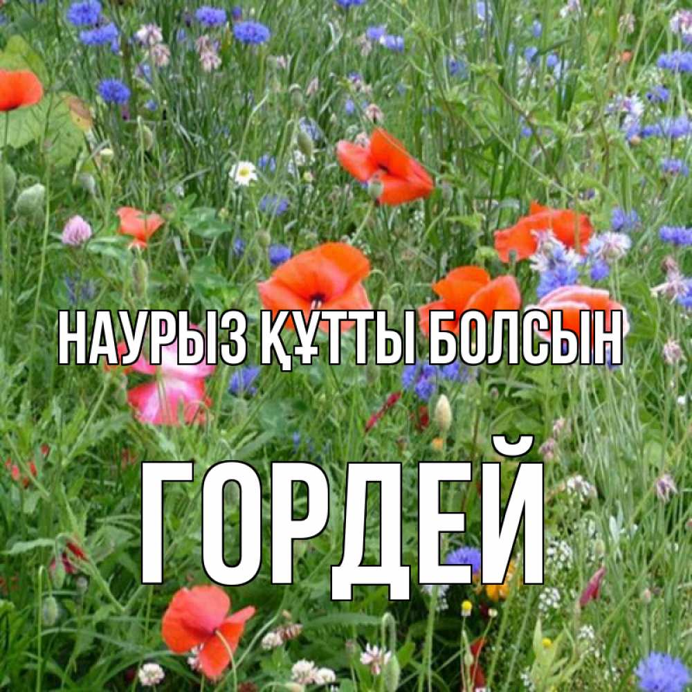 Открытка на каждый день с именем, Гордей Наурыз құтты болсын наурыз  4 Прикольная открытка с пожеланием онлайн скачать бесплатно 