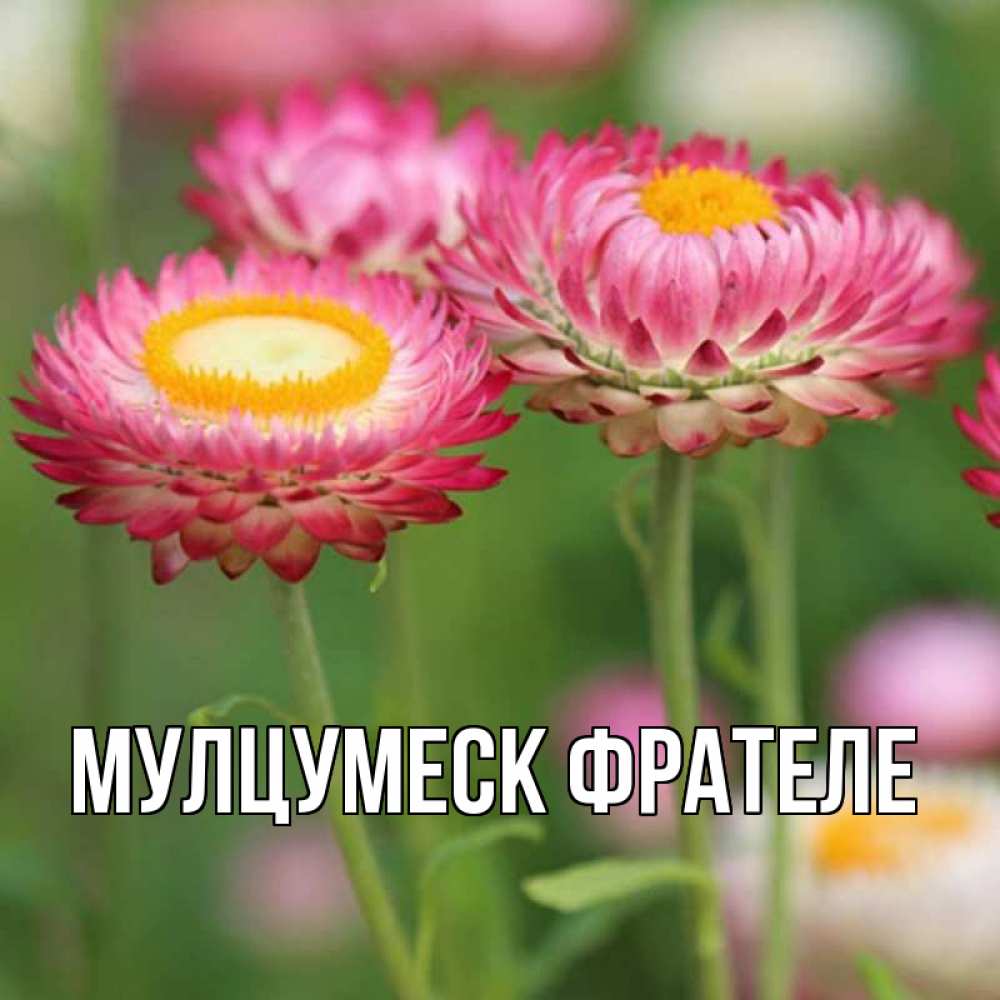 Открытка с именем, Мулцумеск фрателе, 