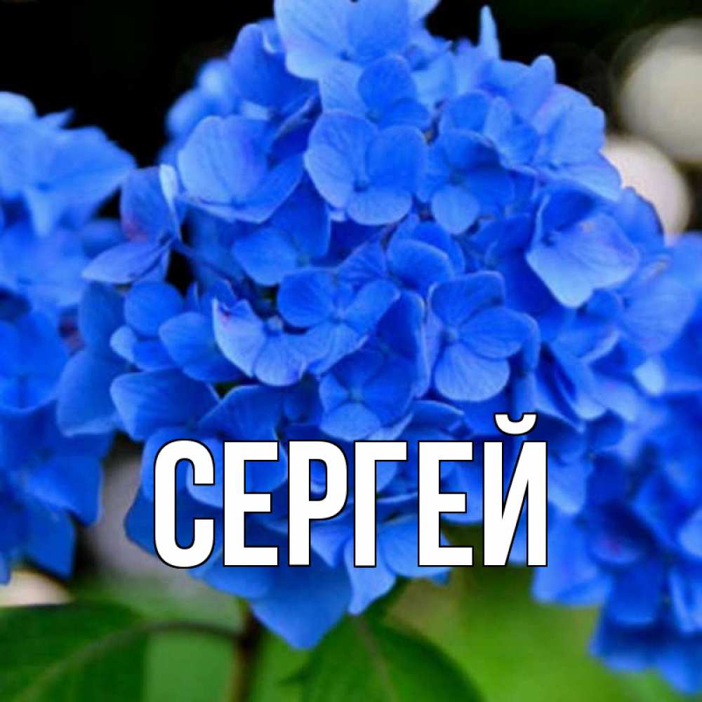 День сергея. С именинами Сережа. Картинки с именем Сергей.