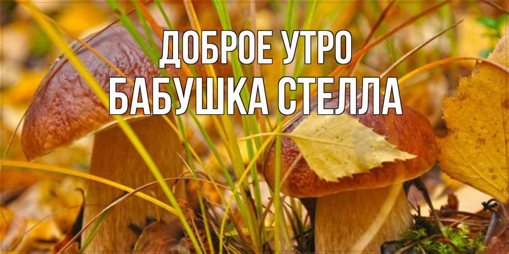 Открытка на каждый день с именем, Бабушка-Стелла Доброе утро осенние грибы Прикольная открытка с пожеланием онлайн скачать бесплатно 