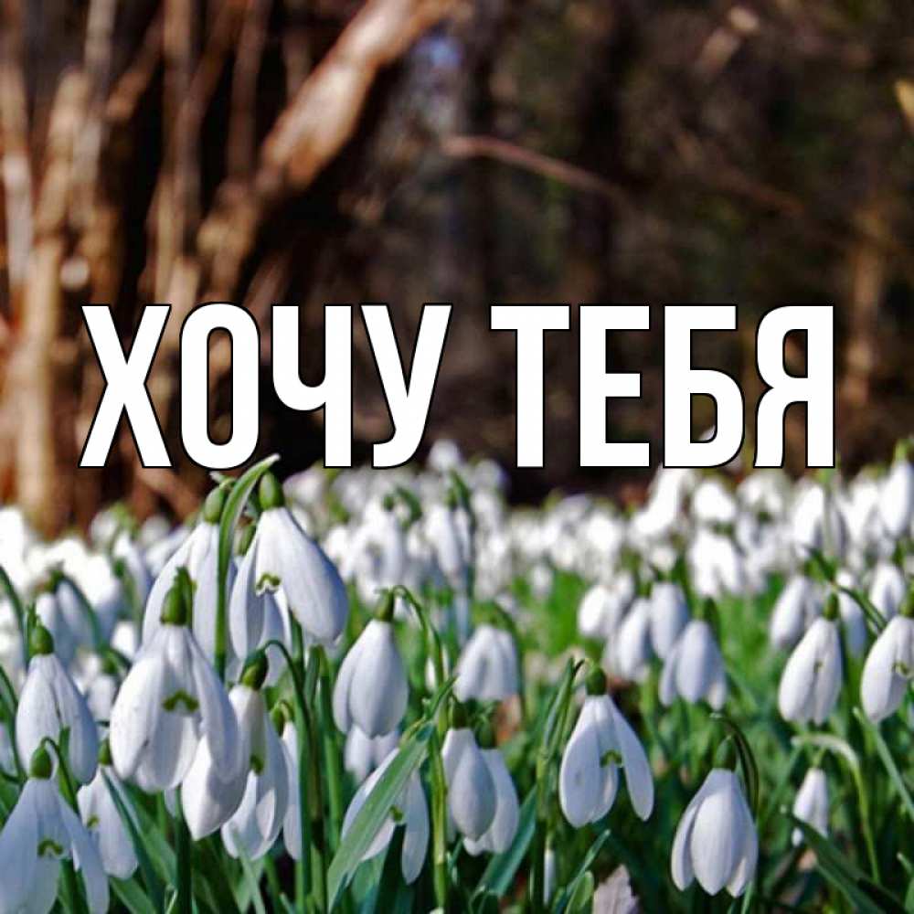 Открытка на каждый день с именем, Хочу-тебя Главная с подснежниками 1 Прикольная открытка с пожеланием онлайн скачать бесплатно 