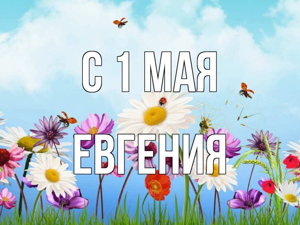 Открытка на каждый день с именем, Евгения С 1 мая С 1 мая Прикольная открытка с пожеланием онлайн скачать бесплатно 