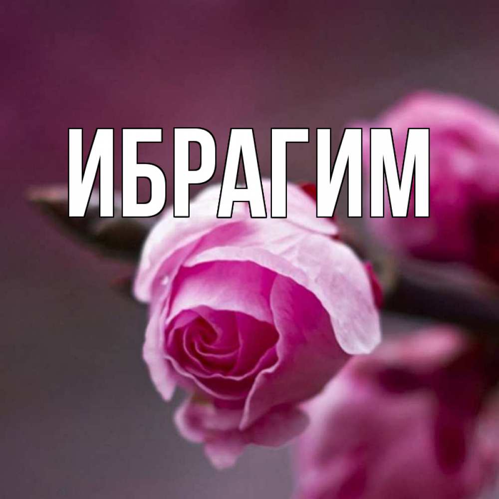 Открытка на каждый день с именем, Ибрагим Главная весна Прикольная открытка с пожеланием онлайн скачать бесплатно 