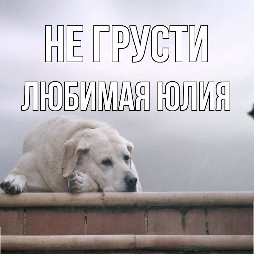 Открытка на каждый день с именем, Любимая-юлия Не грусти белый пес 1 Прикольная открытка с пожеланием онлайн скачать бесплатно 