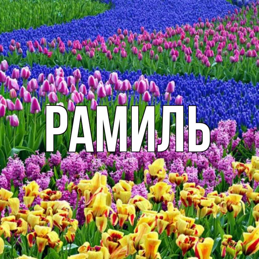 Открытка на каждый день с именем, Рамиль Главная цветы Прикольная открытка с пожеланием онлайн скачать бесплатно 