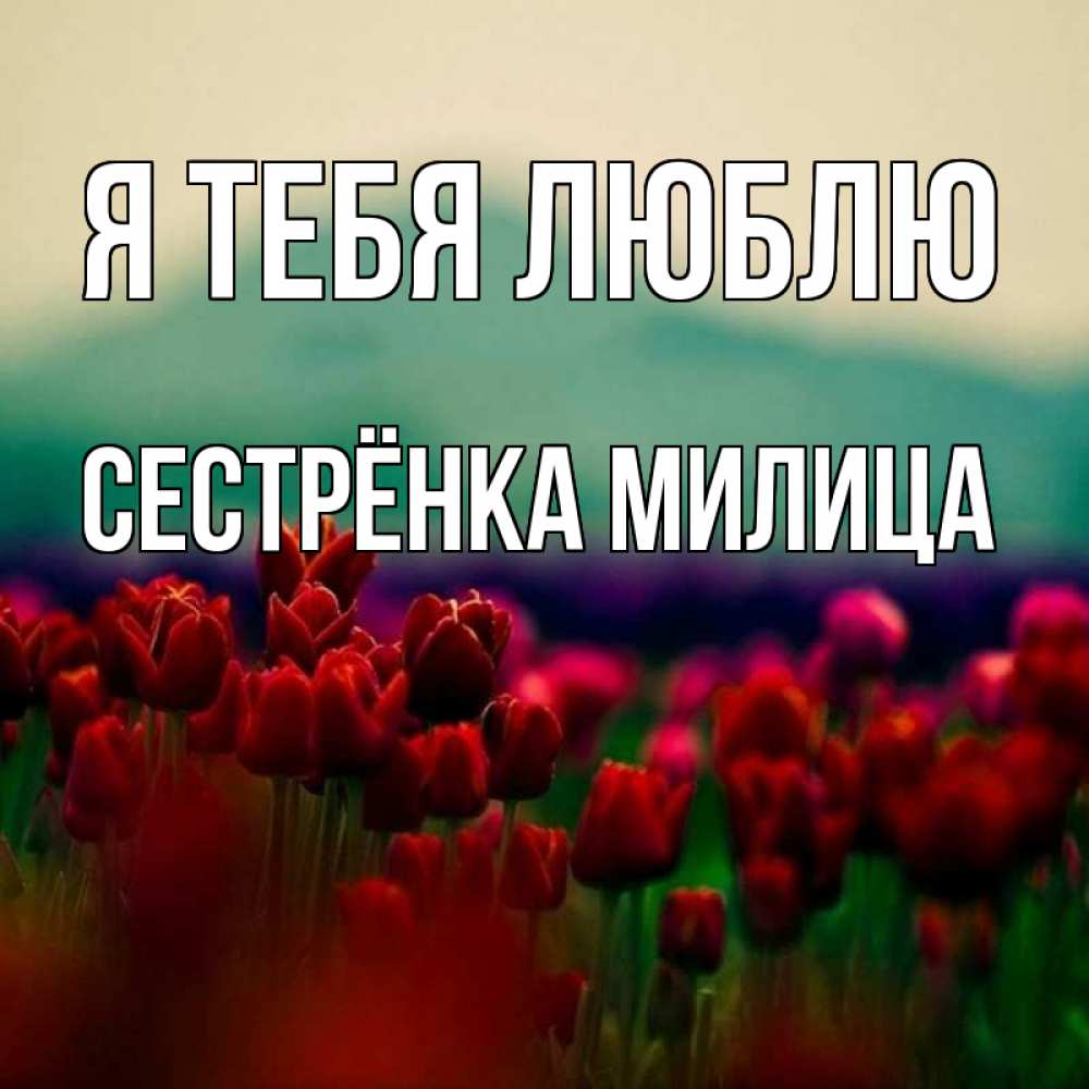 Картинка Я тебя люблю, Сестрёнка Милица