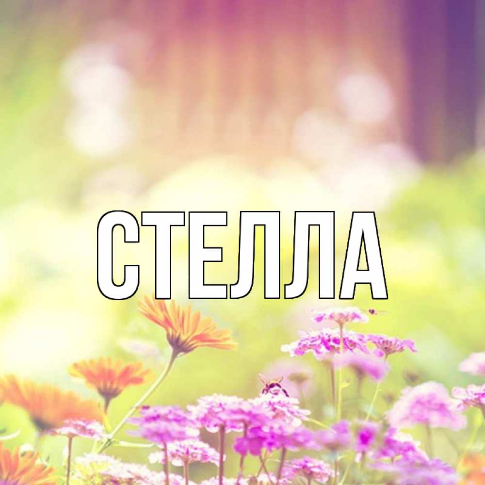 Открытка на каждый день с именем, Стелла Главная цветы весна Прикольная открытка с пожеланием онлайн скачать бесплатно 