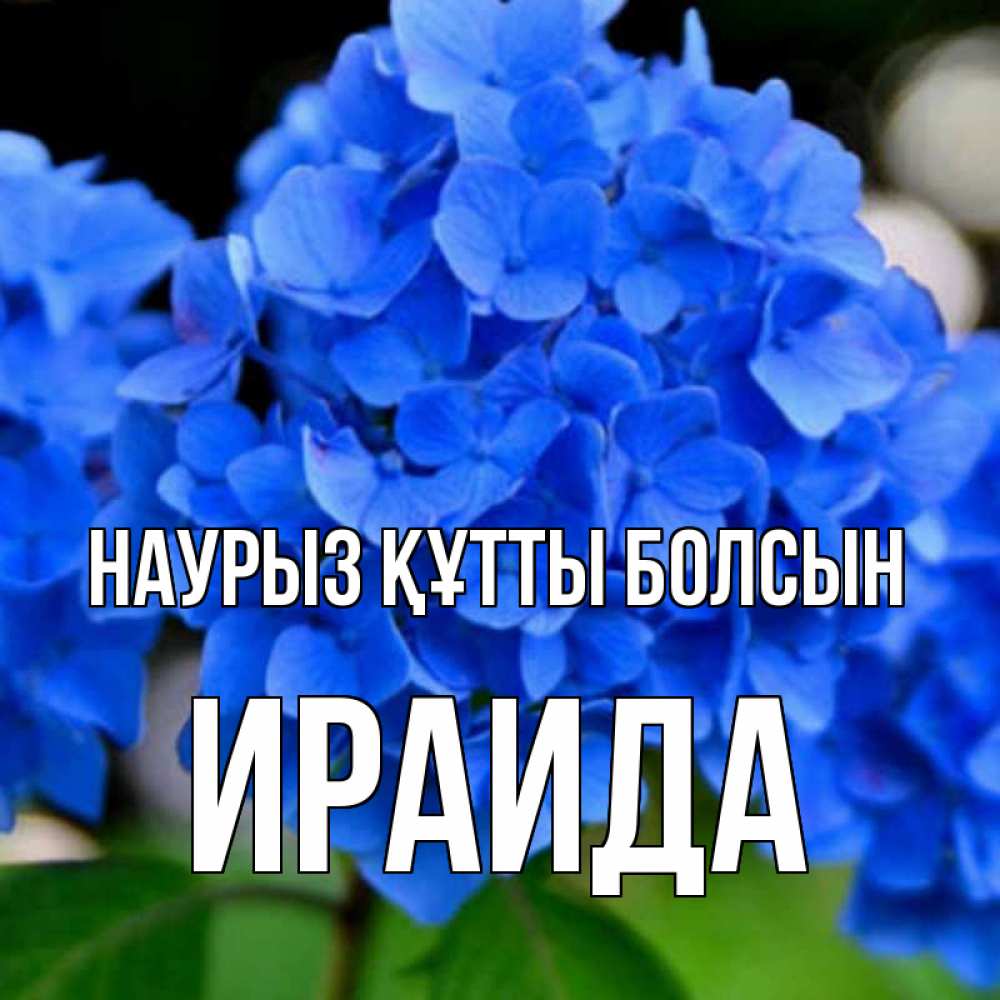 Открытка на каждый день с именем, Ираида Наурыз құтты болсын синие цветы Прикольная открытка с пожеланием онлайн скачать бесплатно 