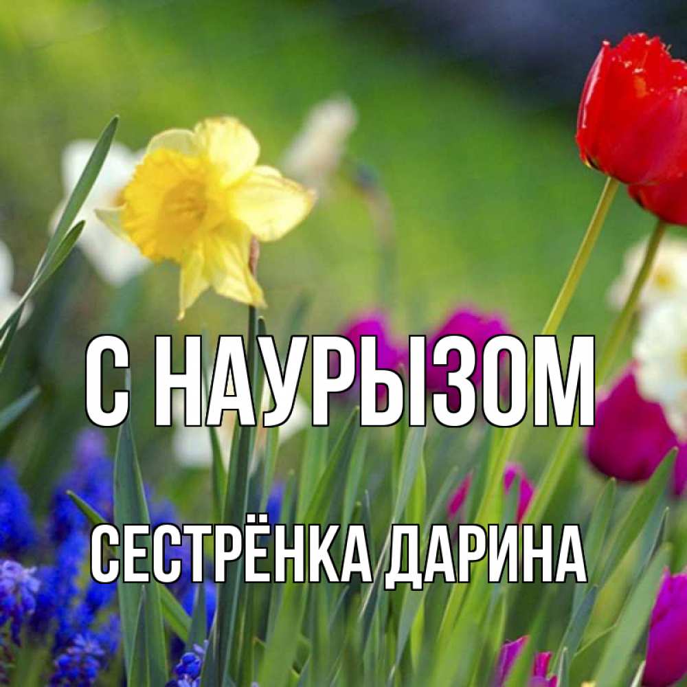 Открытка на каждый день с именем, Сестрёнка-Дарина С наурызом праздник весны наурыз 3 Прикольная открытка с пожеланием онлайн скачать бесплатно 