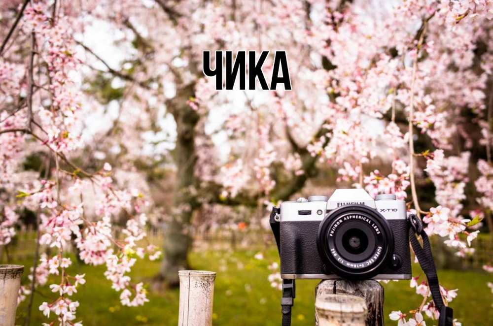 Открытка на каждый день с именем, Чика Главная сирень с днем фотографа, фотоаппарат Прикольная открытка с пожеланием онлайн скачать бесплатно 