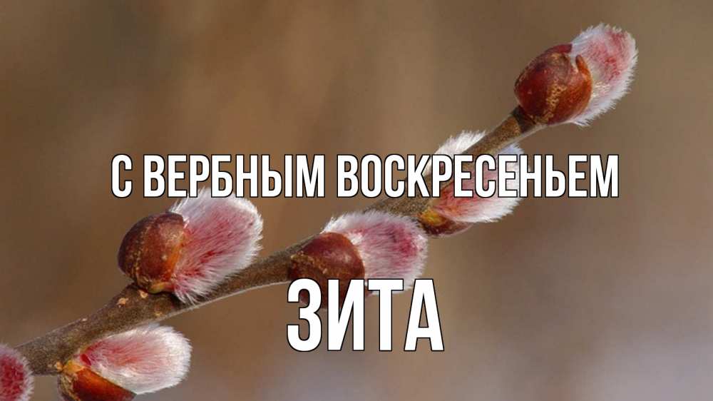 Открытка на каждый день с именем, Зита С вербным воскресеньем верба Прикольная открытка с пожеланием онлайн скачать бесплатно 