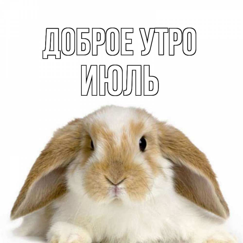 Открытка на каждый день с именем, Июль Доброе утро прикольные открытки на каждый день Прикольная открытка с пожеланием онлайн скачать бесплатно 