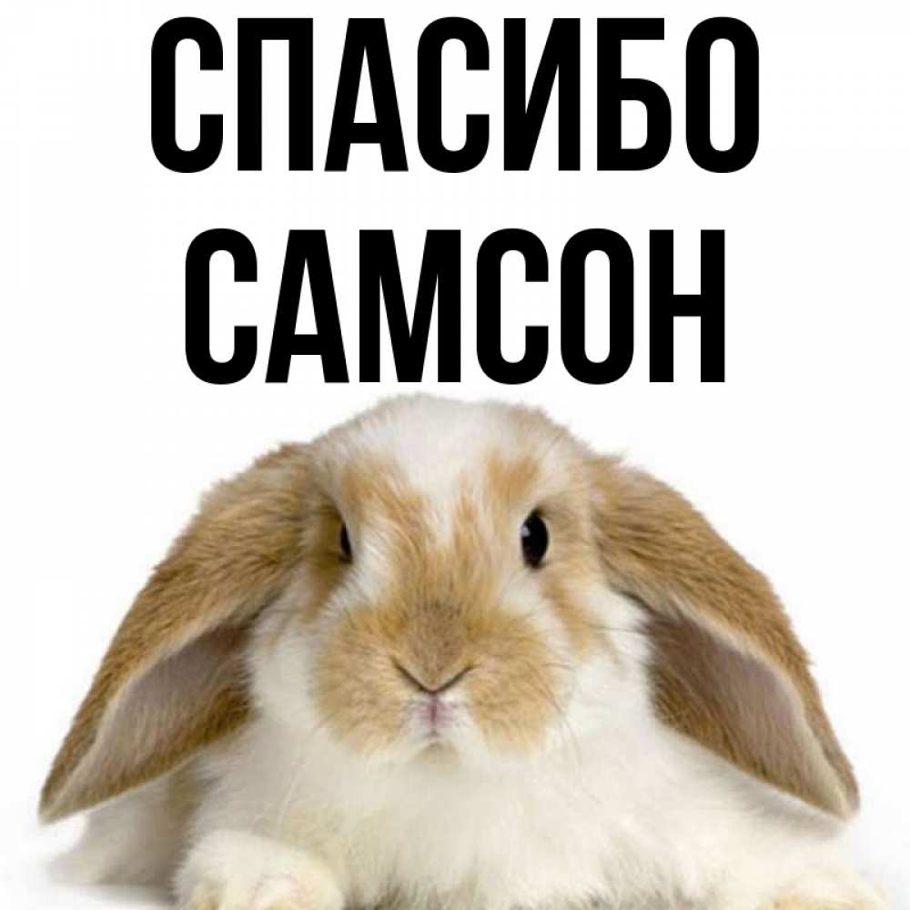 Открытка на каждый день с именем, Самсон Спасибо коричнево белый заяц Прикольная открытка с пожеланием онлайн скачать бесплатно 