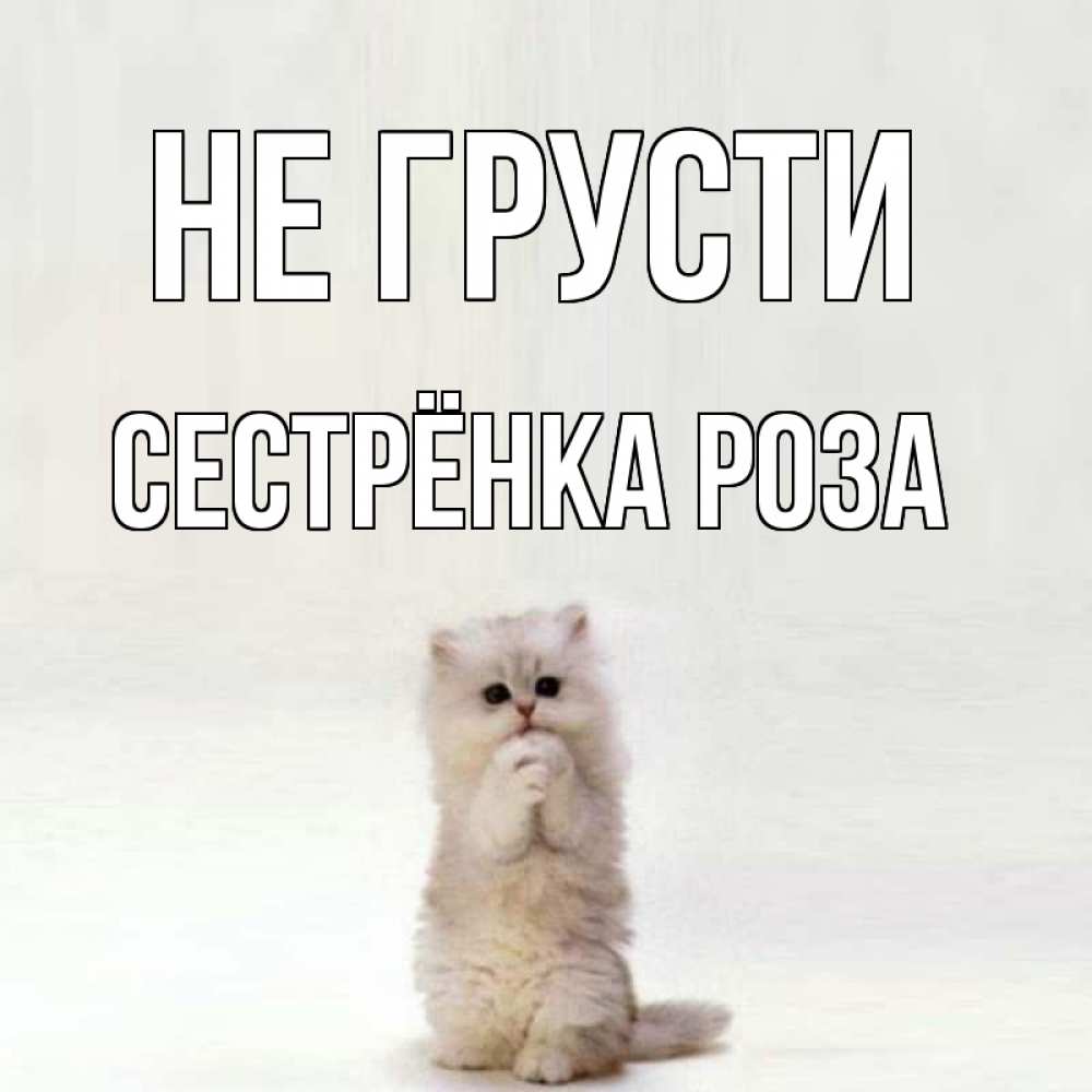 Открытка на каждый день с именем, Сестрёнка-Роза Не грусти грустный кот Прикольная открытка с пожеланием онлайн скачать бесплатно 