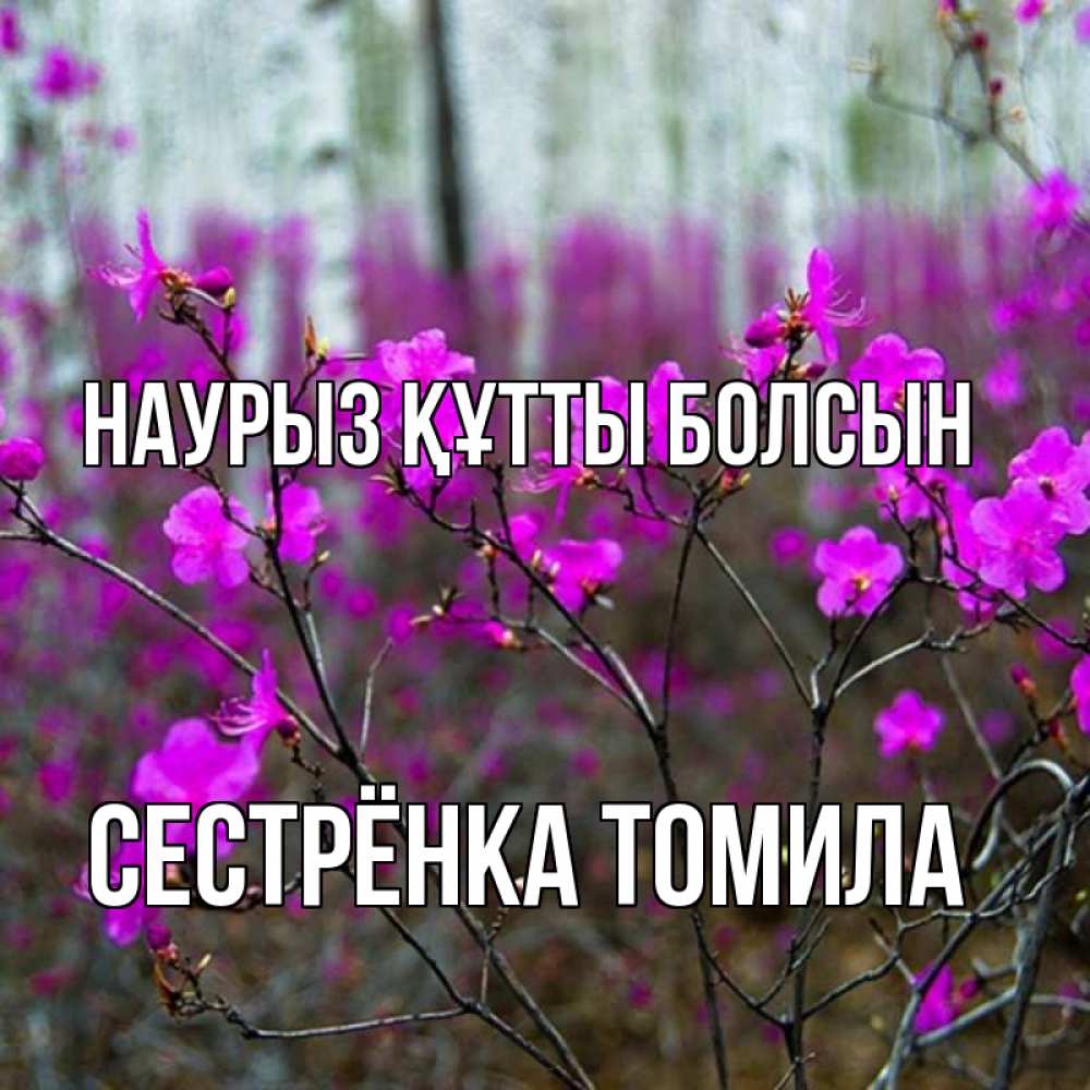 Открытка на каждый день с именем, Сестрёнка-Томила Наурыз құтты болсын дикие цветы Прикольная открытка с пожеланием онлайн скачать бесплатно 