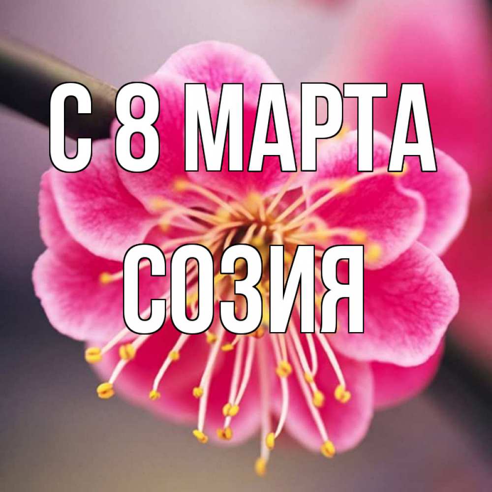 Открытка на каждый день с именем, Созия С 8 МАРТА цветы Прикольная открытка с пожеланием онлайн скачать бесплатно 