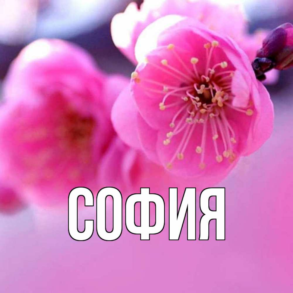Открытка на каждый день с именем, София Главная наурыз мейрам Прикольная открытка с пожеланием онлайн скачать бесплатно 