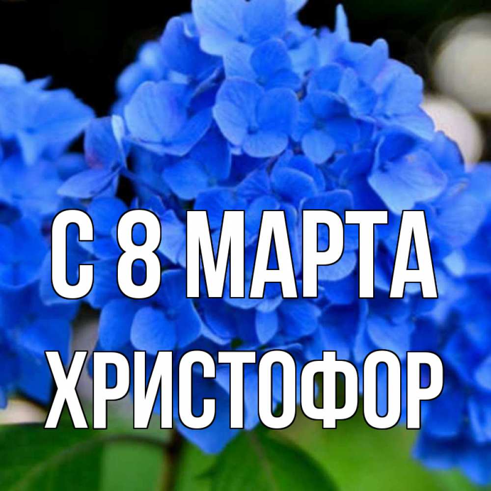 Открытка на каждый день с именем, Христофор С 8 МАРТА синие цветы Прикольная открытка с пожеланием онлайн скачать бесплатно 