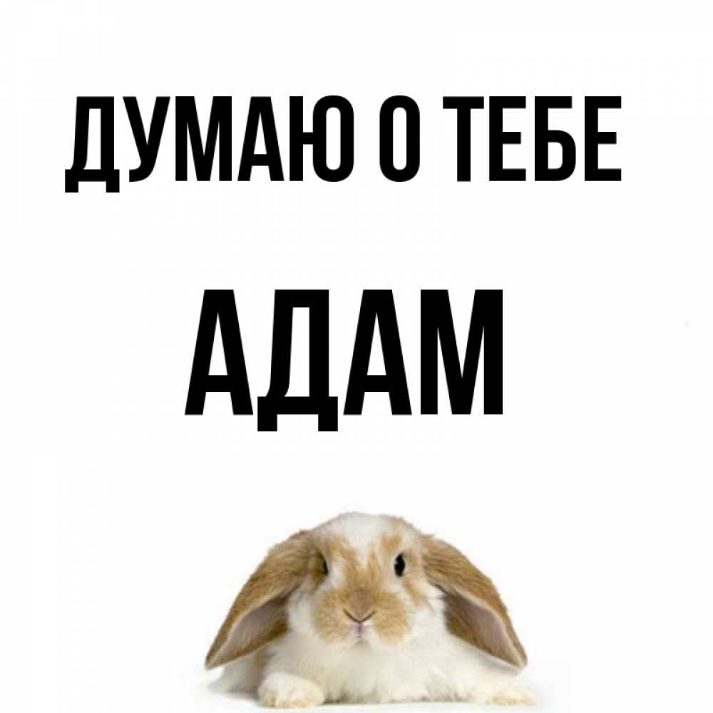 Adam о тебе малая