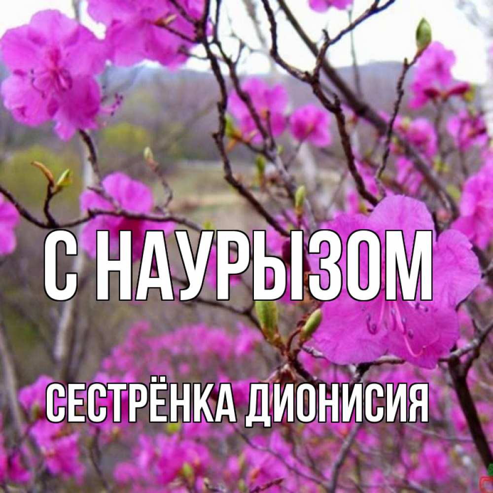 Открытка на каждый день с именем, Сестрёнка-Дионисия С наурызом праздник весны наурыз Прикольная открытка с пожеланием онлайн скачать бесплатно 