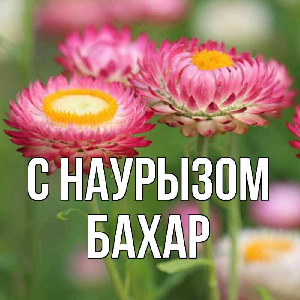 Картинка С наурызом, Бахар