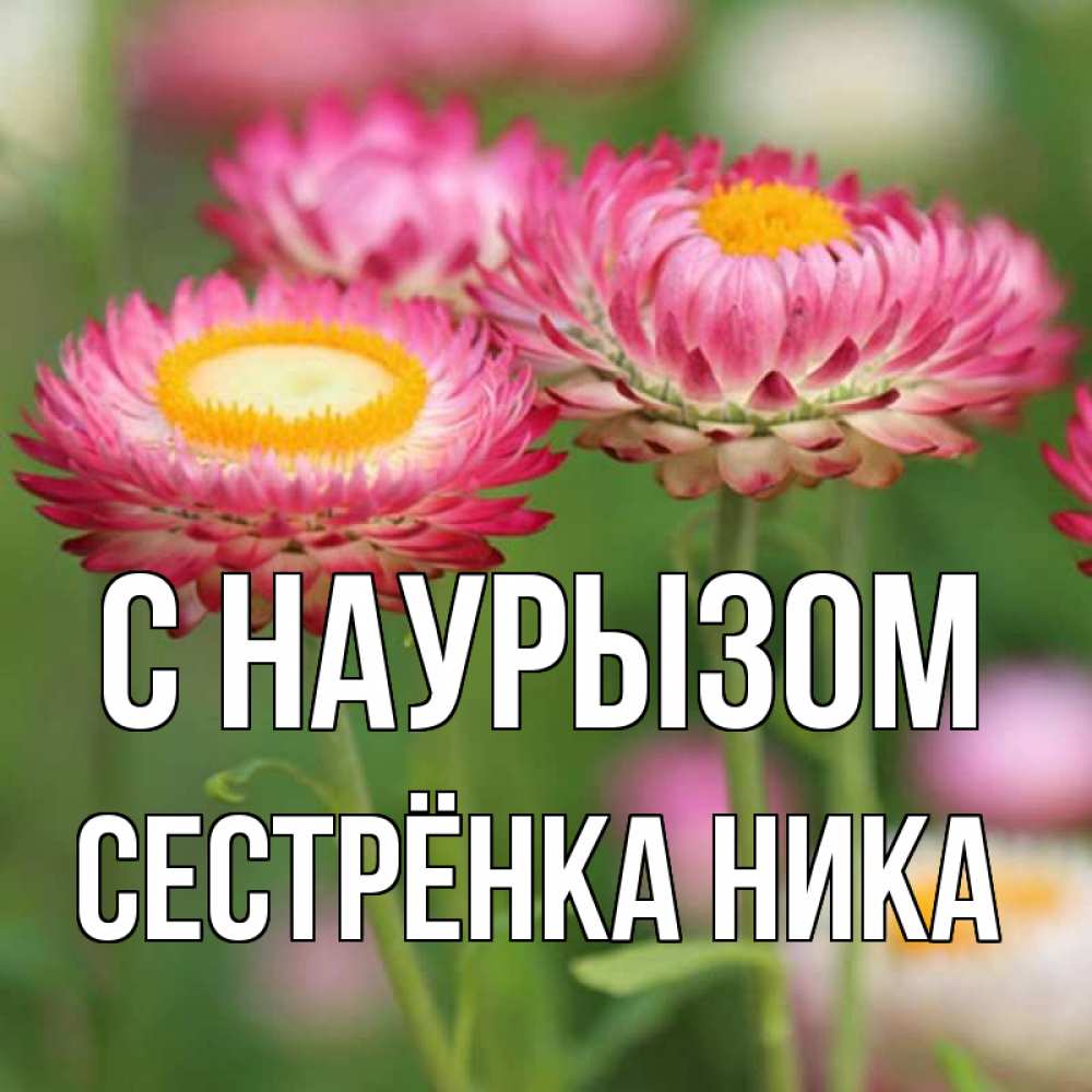 Открытка на каждый день с именем, Сестрёнка-Ника С наурызом подарок на международный женский день Прикольная открытка с пожеланием онлайн скачать бесплатно 