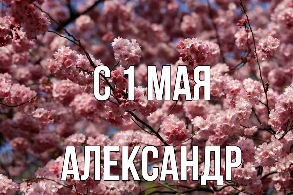 Открытка на каждый день с именем, Александр С 1 мая С 1 мая Прикольная открытка с пожеланием онлайн скачать бесплатно 