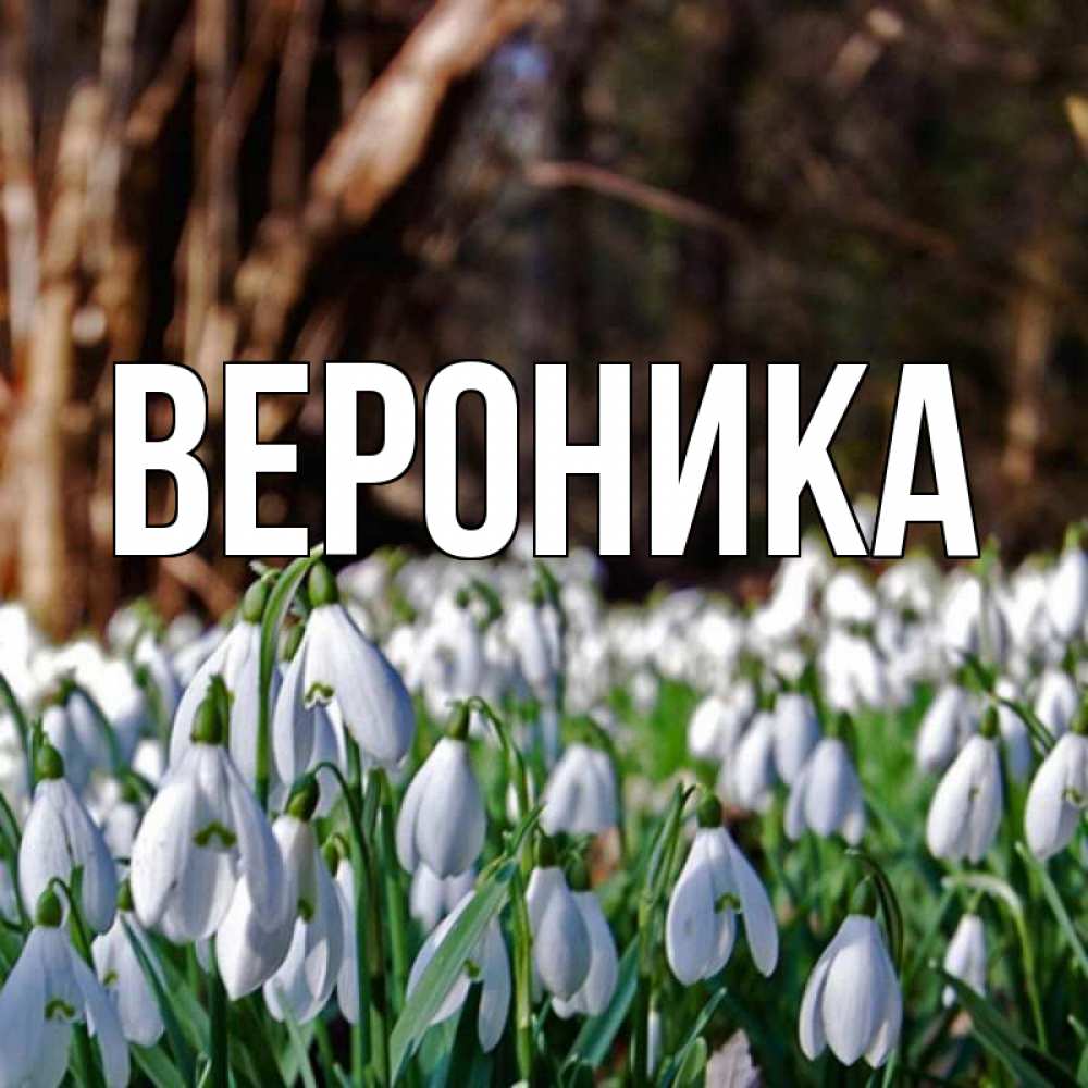 Открытка на каждый день с именем, Вероника Главная с подснежниками 1 Прикольная открытка с пожеланием онлайн скачать бесплатно 