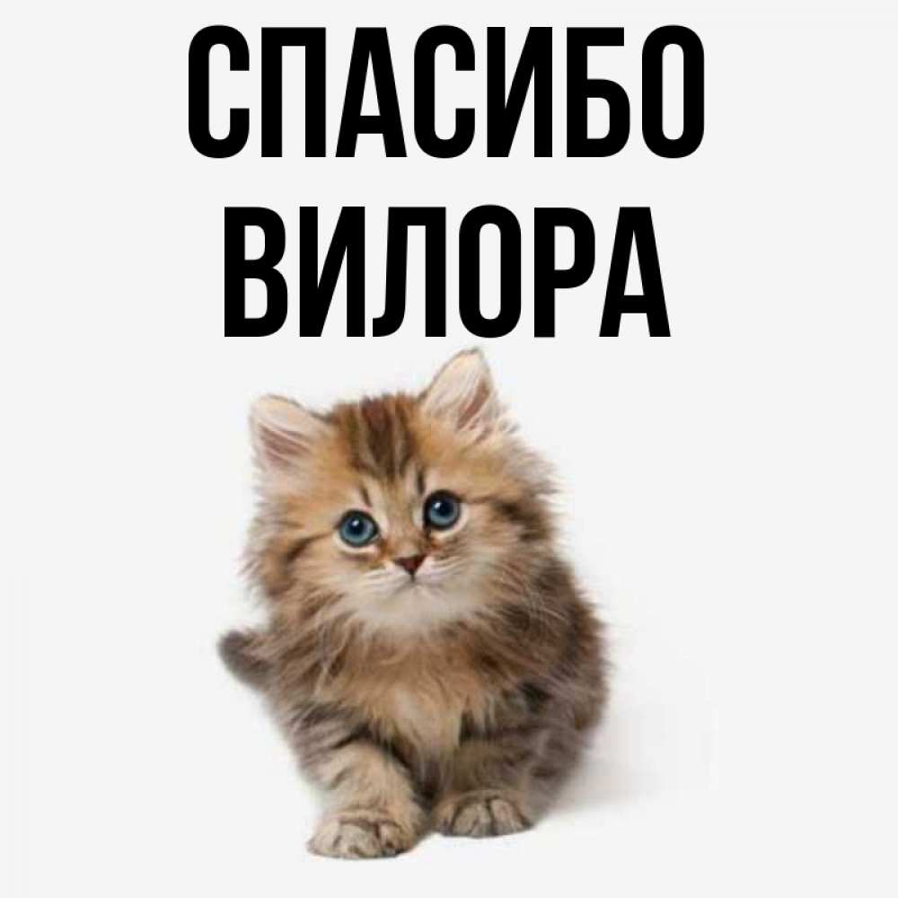Открытка на каждый день с именем, Вилора Спасибо пушистый котик Прикольная открытка с пожеланием онлайн скачать бесплатно 