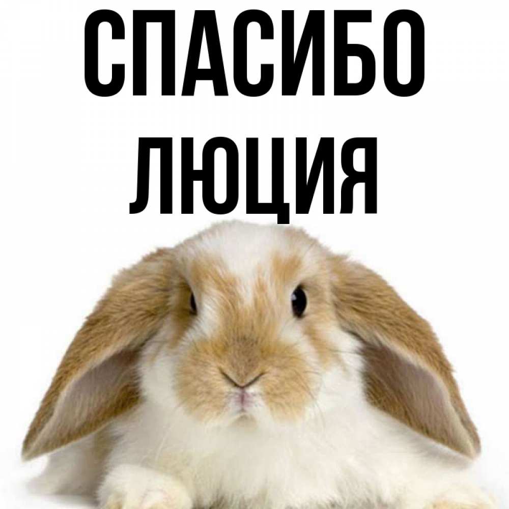Открытка на каждый день с именем, Люция Спасибо коричнево белый заяц Прикольная открытка с пожеланием онлайн скачать бесплатно 
