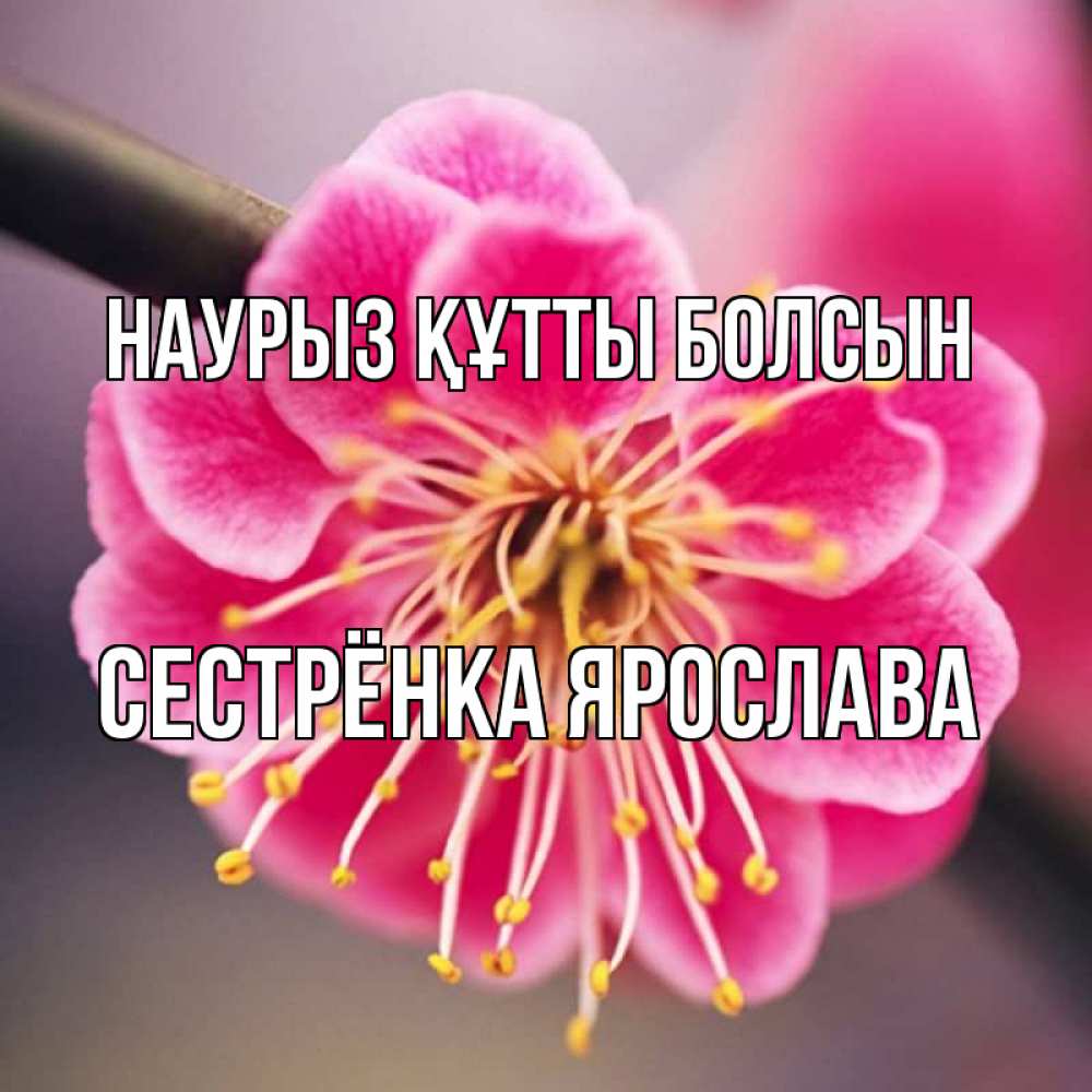 Открытка на каждый день с именем, Сестрёнка-Ярослава Наурыз құтты болсын цветы Прикольная открытка с пожеланием онлайн скачать бесплатно 