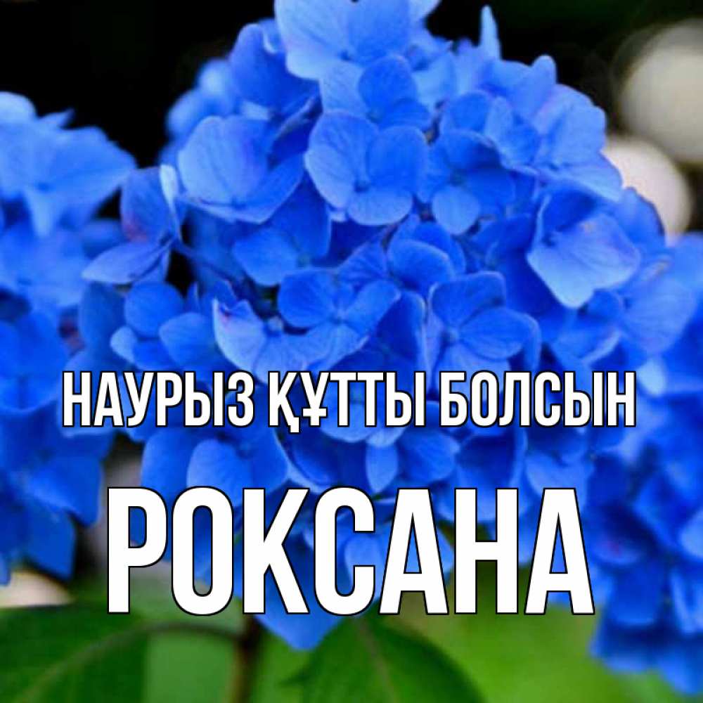 Открытка на каждый день с именем, Роксана Наурыз құтты болсын синие цветы Прикольная открытка с пожеланием онлайн скачать бесплатно 