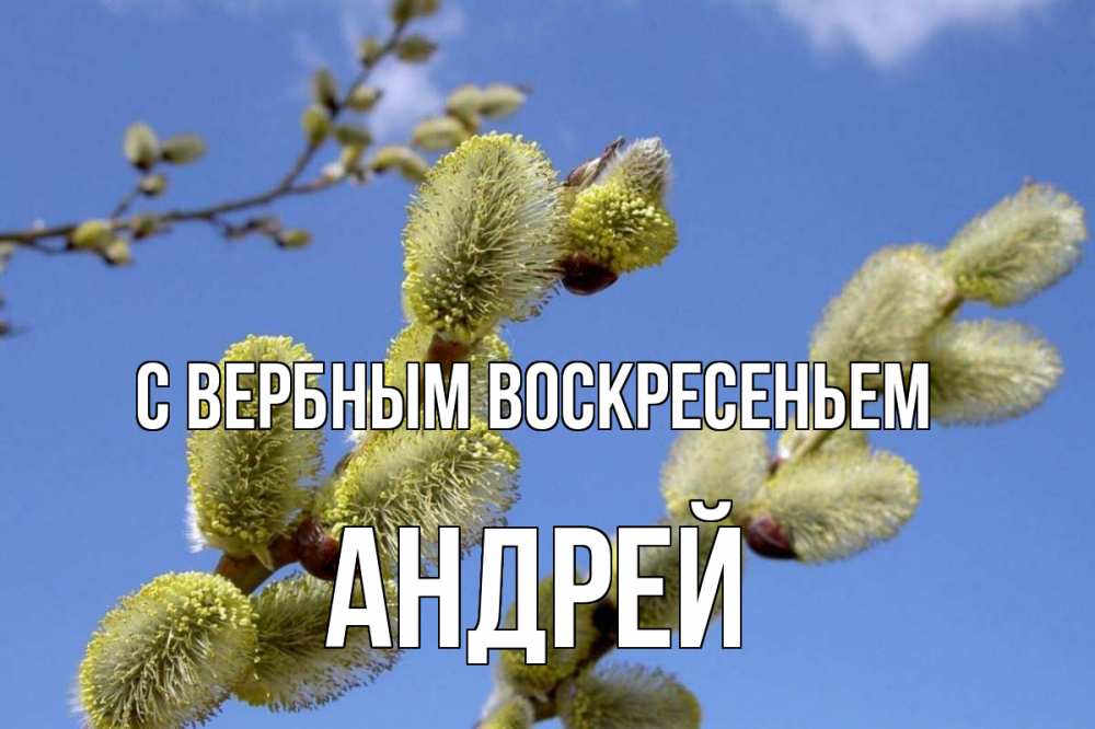Открытка на каждый день с именем, Андрей С вербным воскресеньем верба Прикольная открытка с пожеланием онлайн скачать бесплатно 